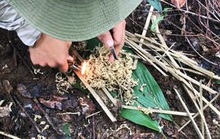 Kinh nghiệm sinh tồn trong rừng của khách Việt