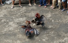 Đột kích trường gà, cảnh sát Philippines tử vong vì cựa gà chọi