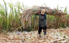 Không chạy theo phong trào