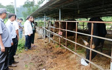 Tìm cách cứu đàn bò rừng lai