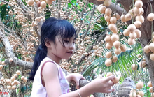 Cần Thơ mùa dâu da trĩu quả