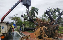 Bảo vệ cây xanh trước bão lũ