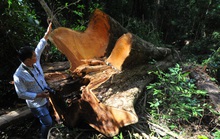Nhóm đối tượng chặt hạ gỗ hương cổ thụ quý hiếm ra đầu thú