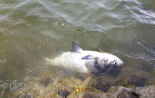 Đà Lạt: Cá lớn chết bất thường ở hồ Xuân Hương