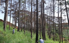 Cán bộ địa phương dung túng việc đầu độc rừng thông tuyệt đẹp ven đường Hồ Chí Minh