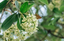 Mùa hoa sữa về...