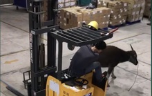 Trâu điên lao vào công ty húc nhiều công nhân bị thương