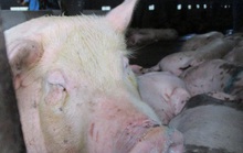 Hơn 300.000 con heo Thái Lan đã đánh tan cơn sốt giá thịt heo trong nước