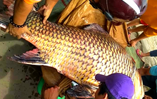 Bất ngờ lai lịch cá hô vàng hơn 100kg đưa lên TP HCM xẻ thịt