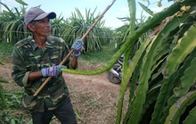 Bình Thuận thất thu mùa thanh long trái vụ
