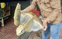 Chủ nhà hàng mua rùa biển quý hiếm nặng 30 kg để thả về biển