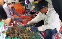 Đau lắm con tôm hùm được giải cứu!