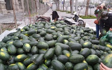 Dân Hà Nội đổ xô mua dưa hấu giải cứu nông dân các tỉnh phía Nam