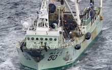 5 thuyền viên người Việt mất tích trong vụ chìm tàu ngoài khơi Nhật Bản