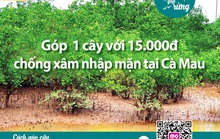 Chủ tịch Cà Mau chỉ đạo làm rõ việc vận động trồng rừng chống xâm nhập mặn