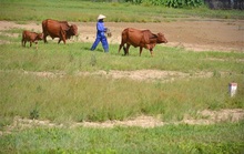 Bất động sản nông nghiệp gần như... bất động