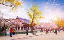 Hủy tour đi Hàn Quốc vì Covid-19 có được hoàn phí 100%?