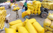 Nhiều doanh nghiệp không ký hợp đồng, gạo dự trữ quốc gia mới mua được 7.700 tấn