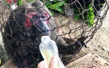 Khỉ mặt đỏ chết sau khi bàn giao công viên động vật hoang dã của FLC