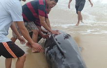 Người dân đạp sóng cứu cá voi mắc cạn ở bờ biển