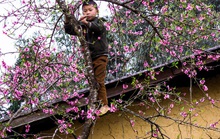 Những mùa hoa trên cao nguyên đá Hà Giang