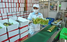 Dấu ấn Vifon