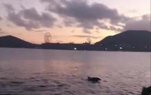 CLIP: Biển Nha Trang vắng người, cá heo vào nhảy múa