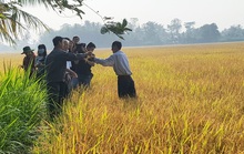 Giá lúa tăng, nông dân tiếc