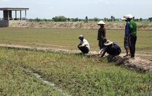 Nông dân ngồi khóc trên bờ ruộng vì lúa bất ngờ chết sạch