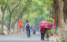 Hoa sen đầu mùa rục rịch lên phố