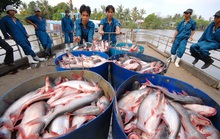 Cá tra không còn một mình một chợ