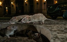 Mỹ: CDC cảnh báo chuột bất thường, hung dữ do thiếu ăn trong dịch Covid-19