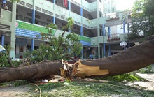 Nghiên cứu kỹ cây xanh thay thế cây bị đốn hạ trong trường học tại TP HCM