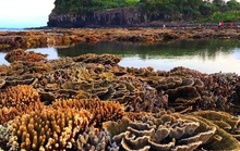 Ngắm tuyệt tác san hô cực đẹp ở Gành Yến – Quảng Ngãi