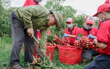 30 tấn vải thiều Bắc Giang sắp lên tàu sang Mỹ
