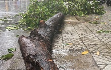 Cây xanh ngã đổ, làm sao ngăn ngừa?