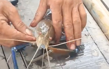 Câu tôm càng xanh trên sông cửa Tiểu