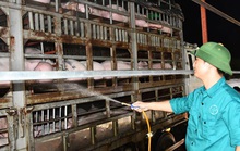 Dự kiến nhập khẩu 1,9 triệu heo thịt Thái Lan