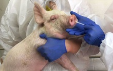Chủng virus cúm heo mới nguy hiểm đến đâu?