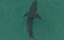Đụng cá mập trắng khổng lồ, người đàn ông 60 tuổi chết thảm