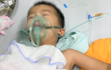 Bé 4 tuổi sờ đầu nghé, bị trâu mẹ húc thủng phổi