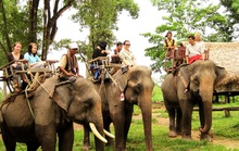 Cần chấm dứt việc dùng voi làm du lịch