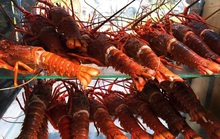 Bỏ lương nghìn đô ở sân bay, 9x Khánh Hòa về bán tôm hùm thu lãi khủng