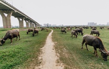 Hà Nội cấm chăn nuôi ở khu vực đô thị