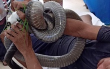 Nọc độc rắn hổ mang chúa 4,6 kg ở núi Bà Đen đã tấn công cơ tim người đàn ông