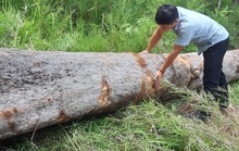 Chở gỗ lậu, người đàn ông bị gỗ đè chết