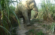 Một cá thể voi rừng đẻ con thành công tại Đồng Nai