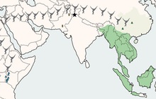 Bí ẩn loài họ hàng con người khai phá Đông Nam Á tận 13 triệu năm trước