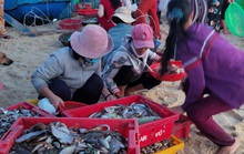 Có một Phú Yên như của ngày xưa