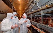 Nữ hoàng hột vịt Ba Huân được mời dạy nông dân cách nuôi gà hiệu quả